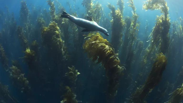 A sea lion swims underwater near kelp that is growing upward