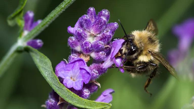 Bee on flower