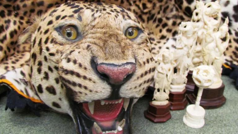 leopard pelt and ivory carvings at the U.S. Fish and Wildlife Service