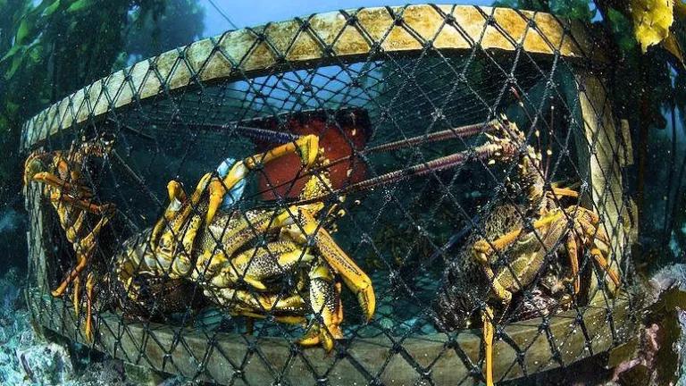 Lobster traps