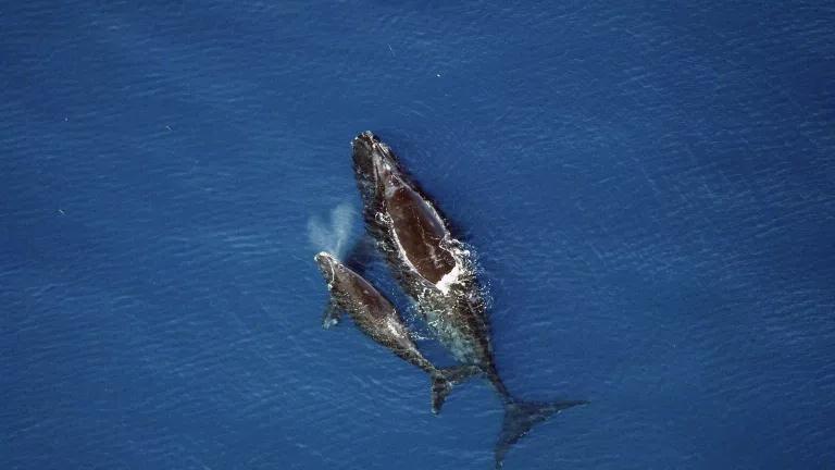 A right whale mom with newborn.