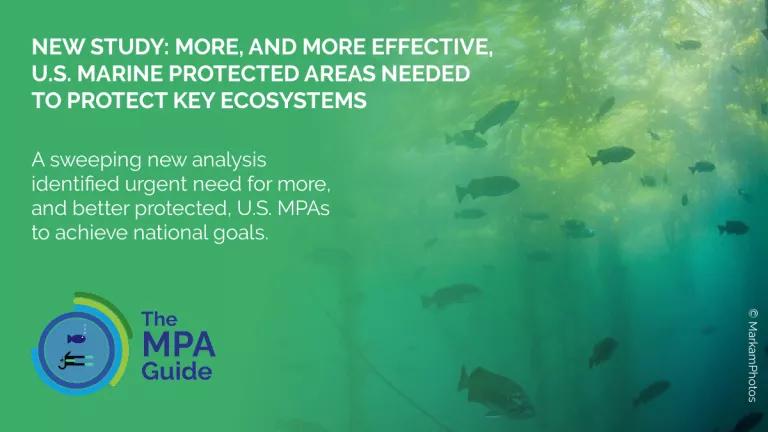 Kelp forest with text highlighting study's findings