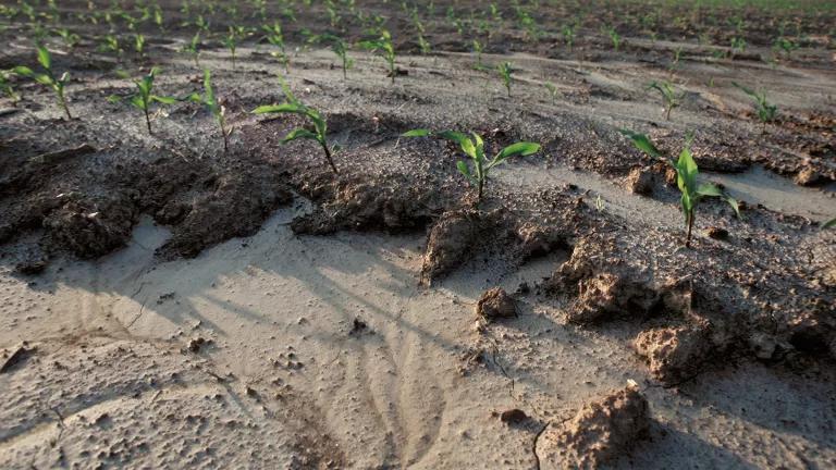 Don't Call It Dirt: The Science Of Soil : Short Wave : NPR