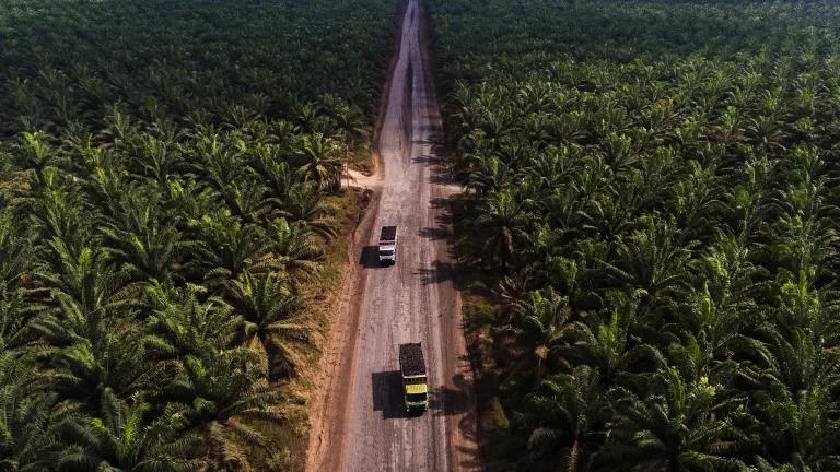 Trucks drive on a dirt road with vast fields of palm trees on both sides