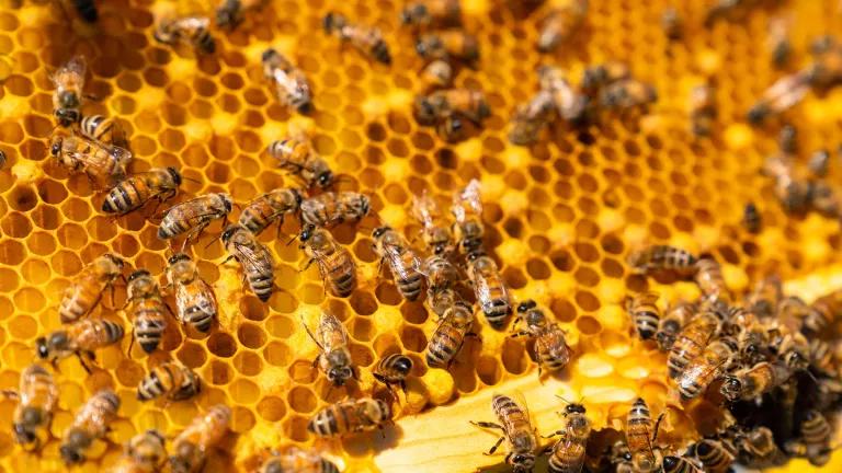 Bees on a bright yellow honeycomb