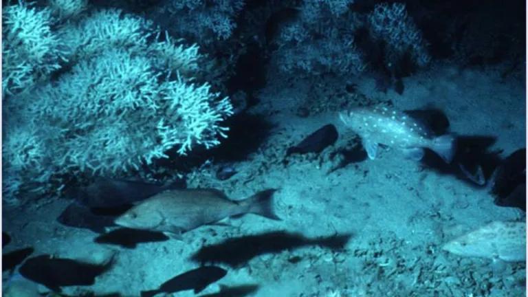 Groupers and other fish swimming amongst coral.