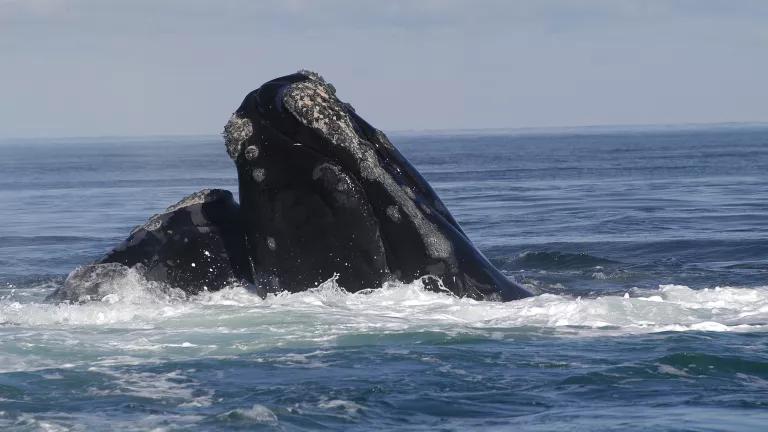 North Atlantic right whales