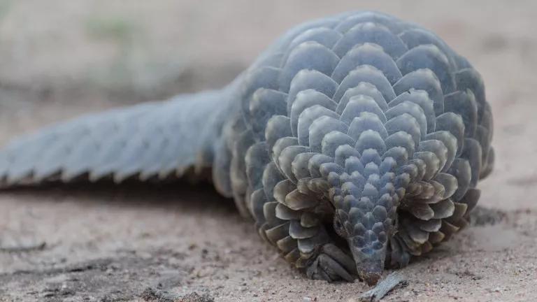 A pangolin sits on sandy dirt