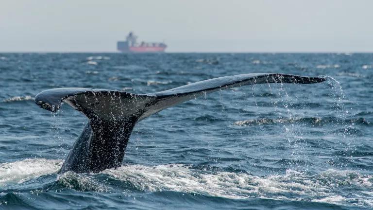 Humpback whale cargo ship