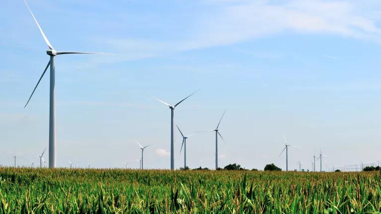 Wind turbines stand in a corn field
