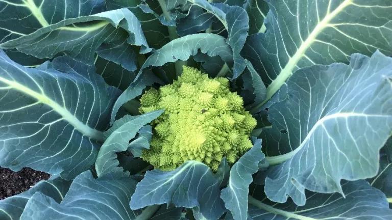 Romanesco Broccoli