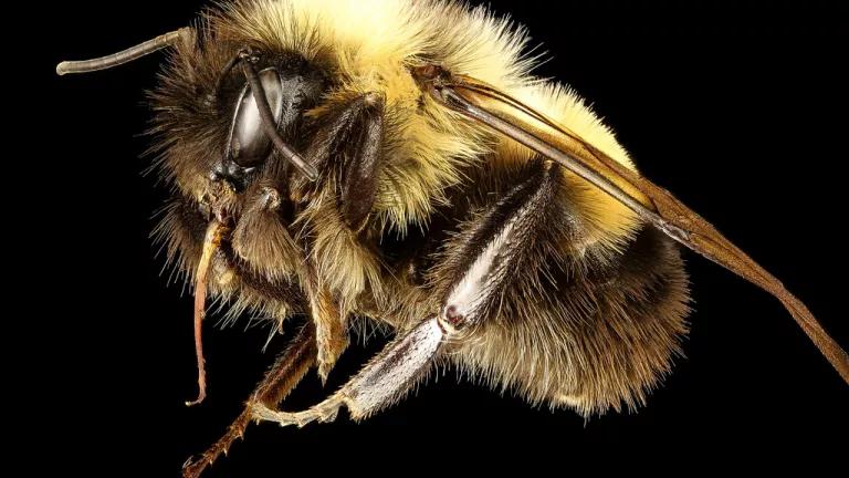 The Rusty Patched Bumble Bee
