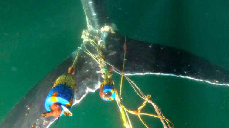 Entangled humpback whale tail
