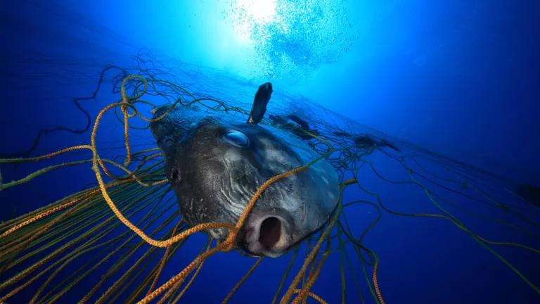 A Single Discarded Fishing Net Can Keep Killing for Centuries