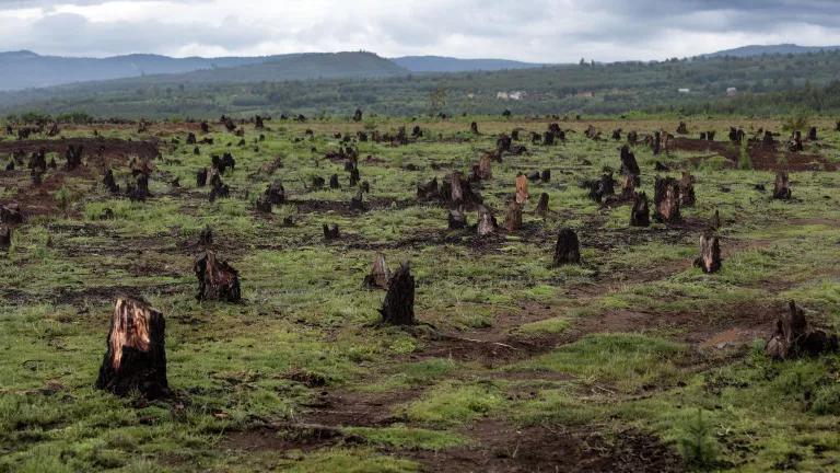 Green grassy land covered with tree stumps