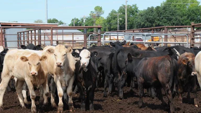 Feedlot cattle