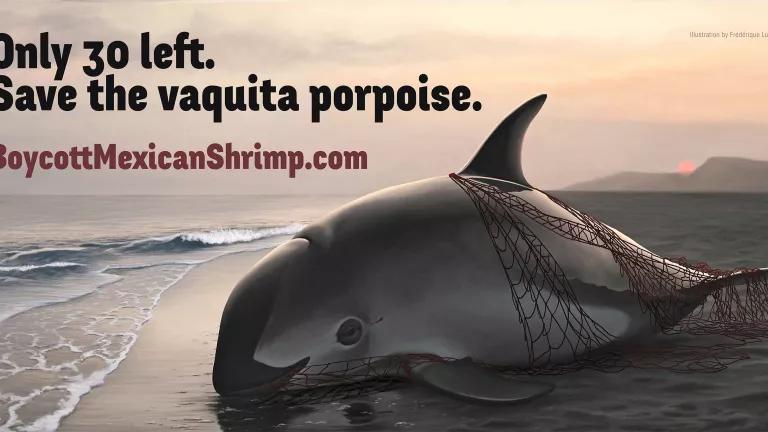 www.BoycottMexicanShrimp.com