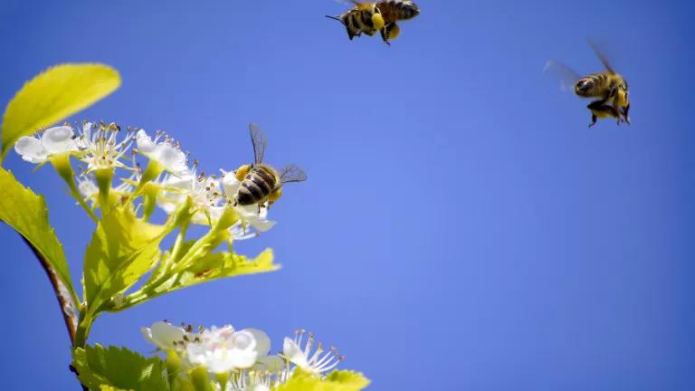 Three bees fly near a white flowering plant