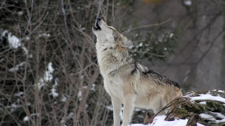 Gray Wolf