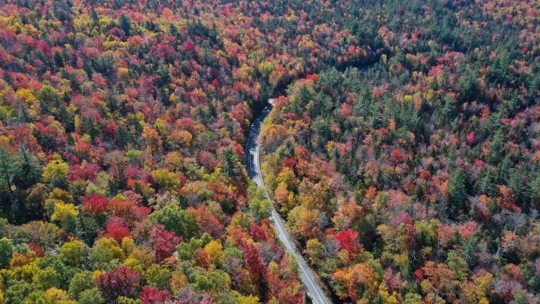 Winding road in a forest