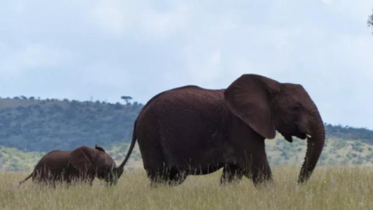 Thumbnail image for mom and babe elephant.jpg