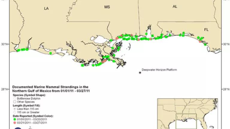 Map of bottlenose dolphin strandings since January (NOAA).jpg