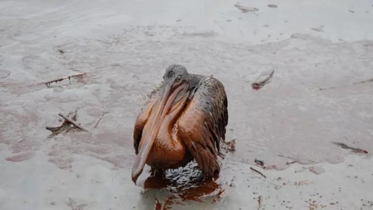 oil pelican.JPG