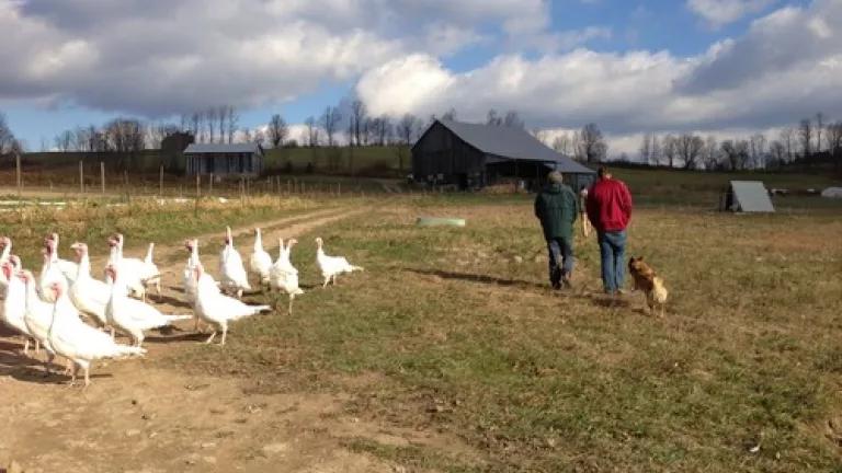 Savage River Farm Turkeys