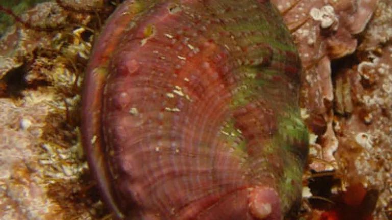 pinto abalone.jpg