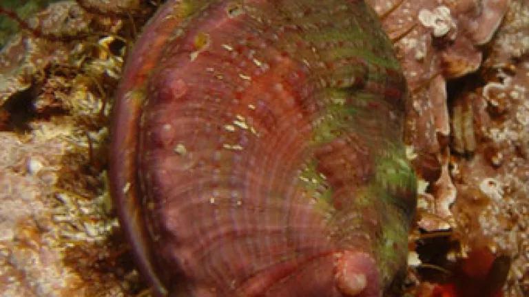 pinto_abalone_underwaterswalker.jpg