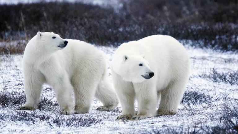 polar bears (USFWS, Photo by G Kramer)