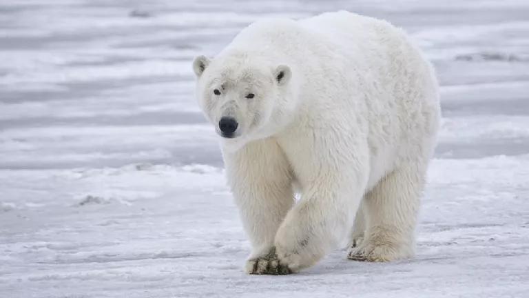 polar bear on ice (photo by rubyblossom via flickr)