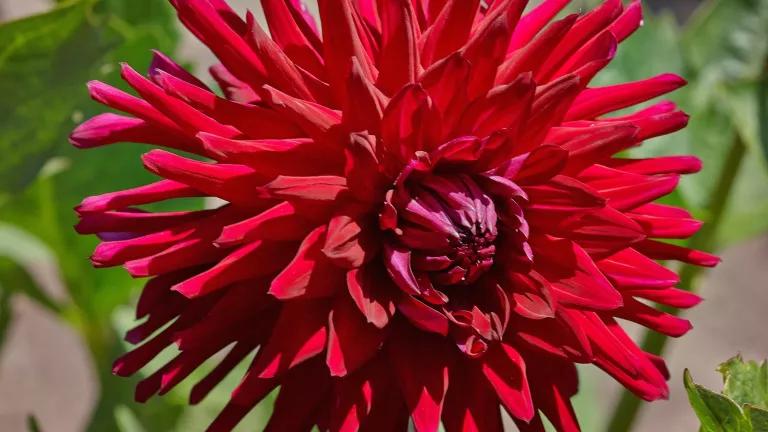 Dalia 1D313677.jpg