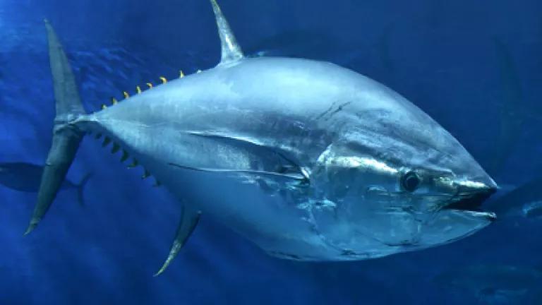 Atun de aleta azul
