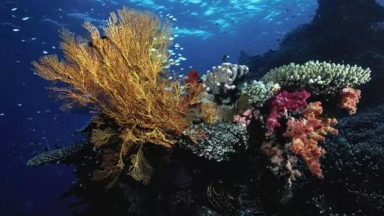 Arrecife de coral