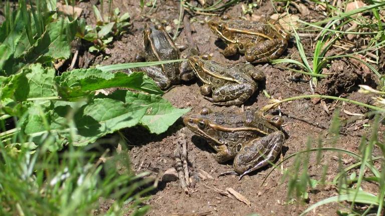 Leopard frog Shaula Hedwall US FWS.jpg