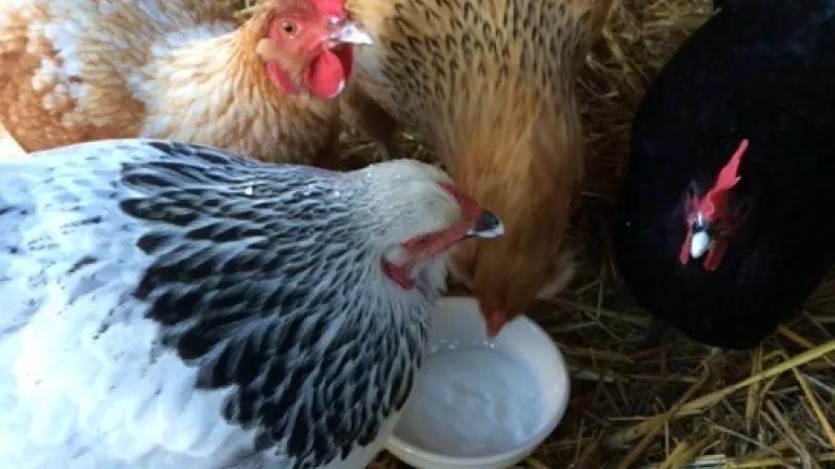 Nikki's chicks.jpg
