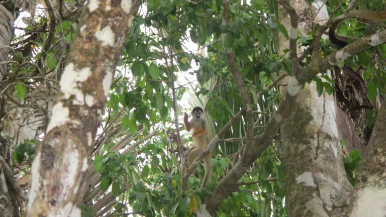 Mono de Costa Rica