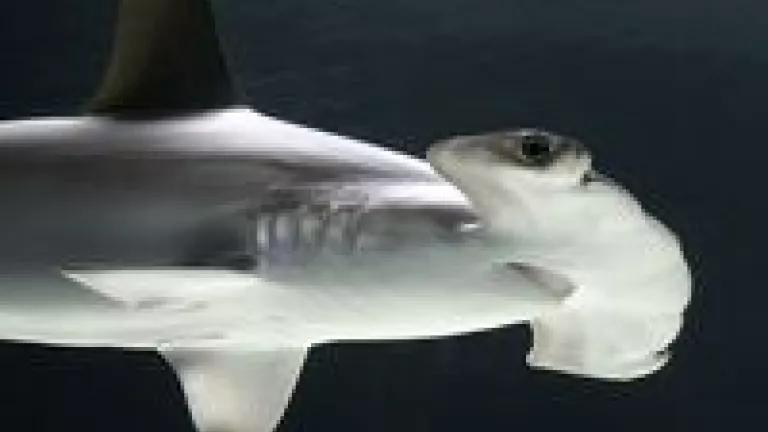 Tiburon