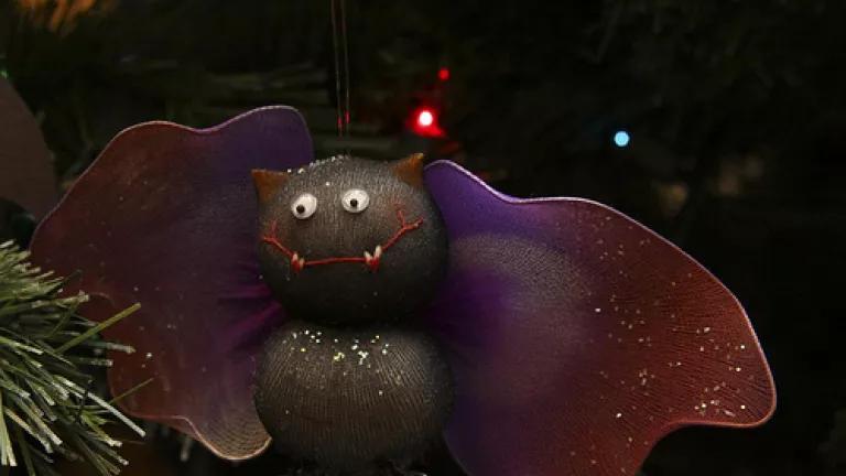 Toosuto bat image