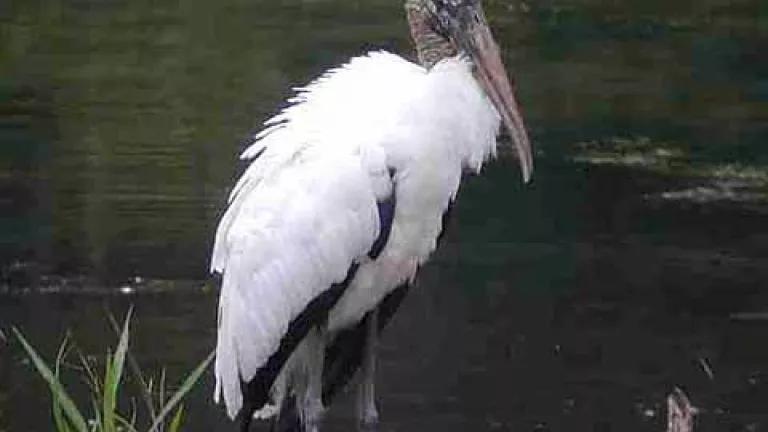 Wood Storks.jpg