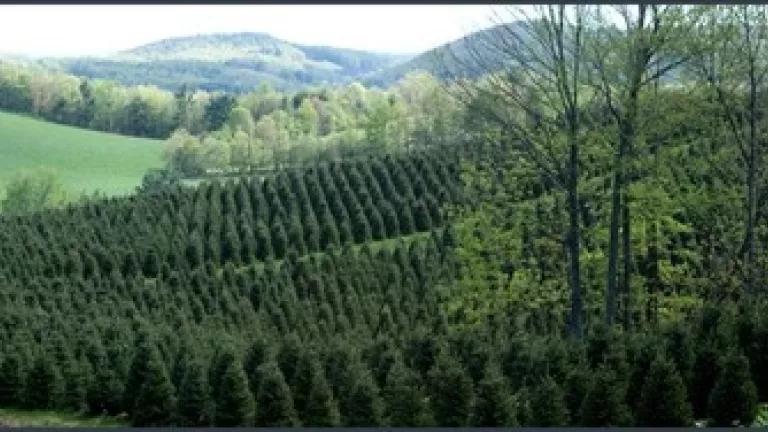 Thumbnail image for Thumbnail image for Thumbnail image for Christmas Trees Farms