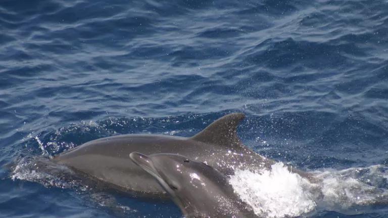 bottlenose_calf_swfsc nmfs noaa.jpg