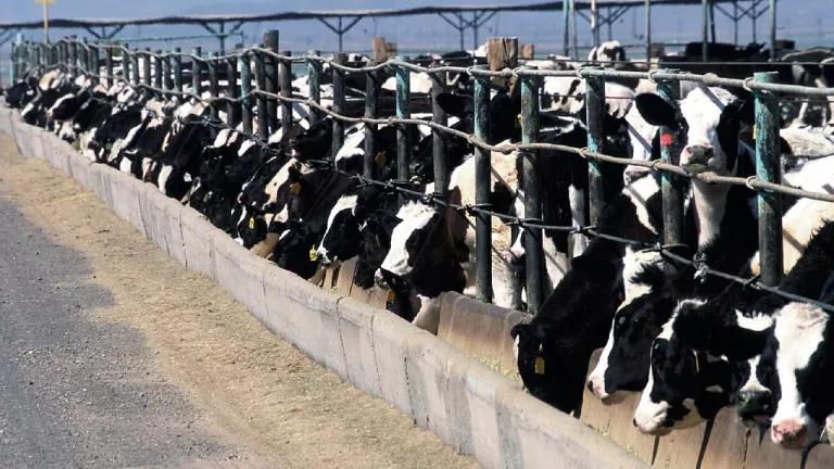 cattle-feedlot-868032_1280.jpg