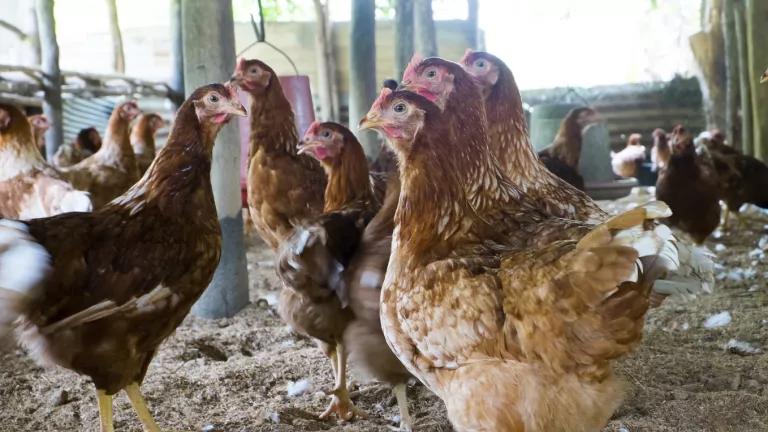 iStock_000043571242_smaller chickens.jpg