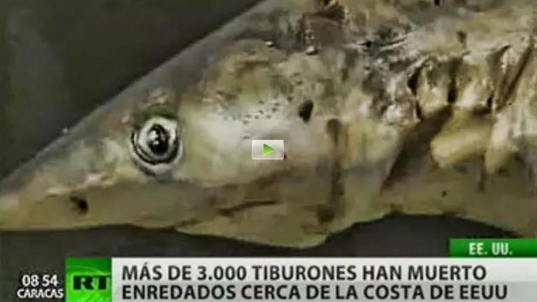 sharks2.jpg