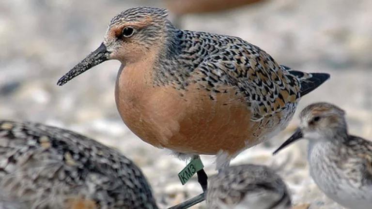 redknot2.jpg