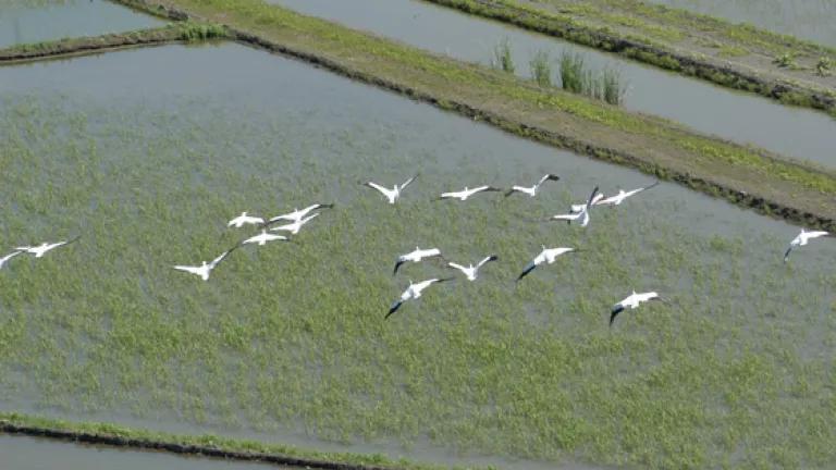 ricefield_web.jpg