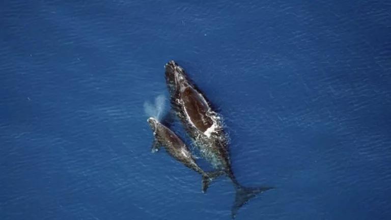 right-whale-calve-02-13-2005.jpg