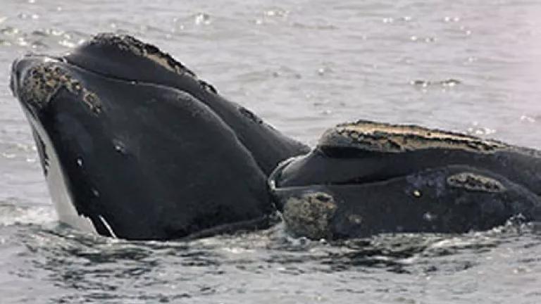 rightwhalesNOAA.jpg